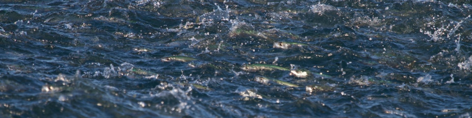 Shoal of fish at the surface of the ocean