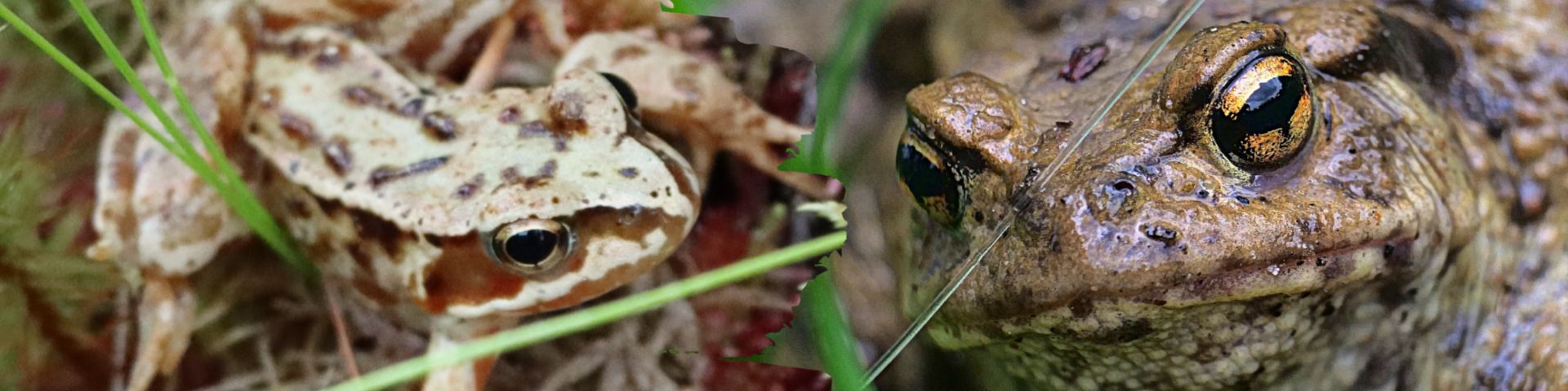 Common Frog (Rana temporaria) and Common Toad (Bufo bufo)