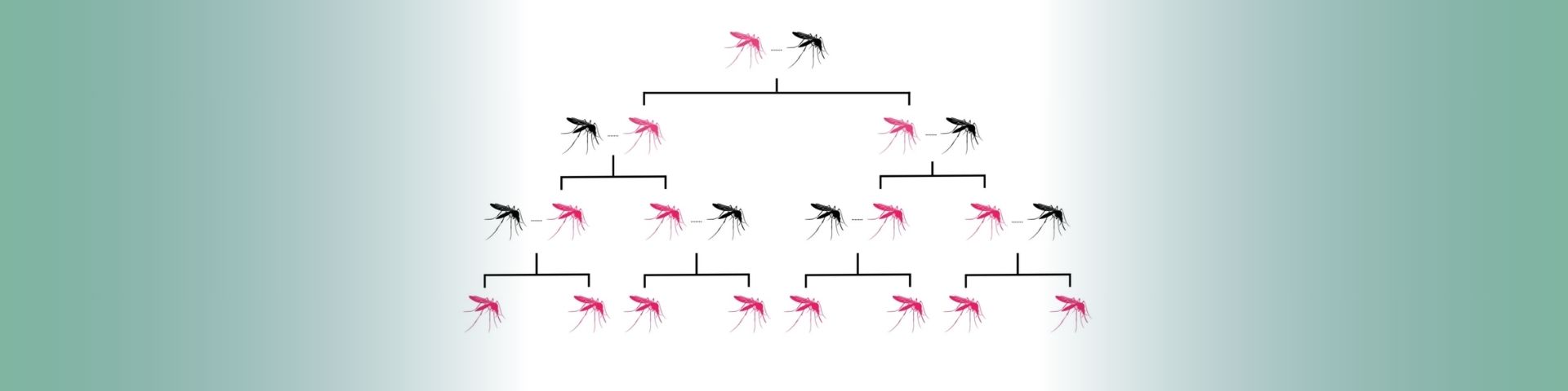 Tree diagram showing how gene drives become dominant in successive generations of mosquito