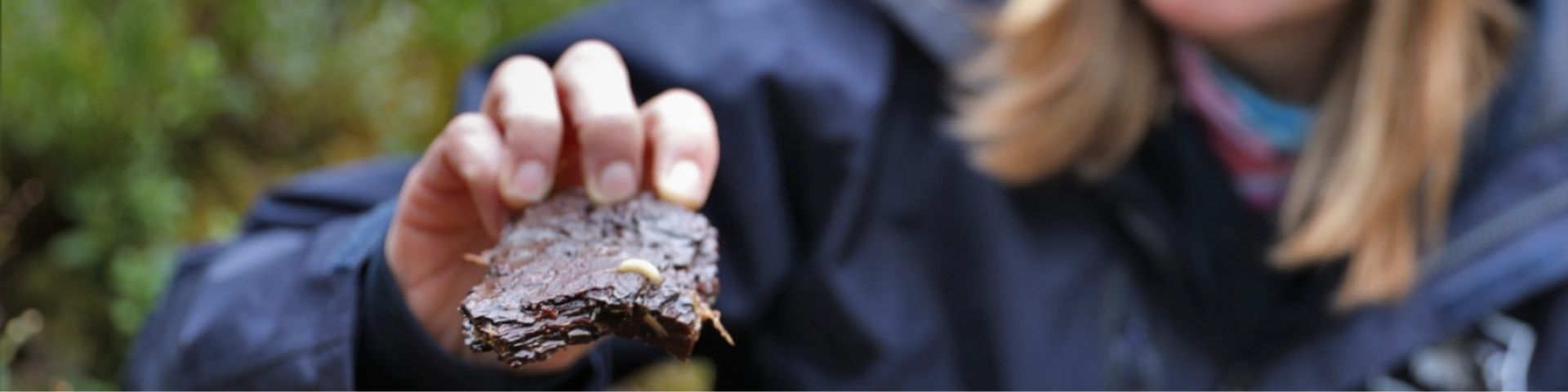 Conservationist monitors for Pine Hoverfly (Blera fallax) larvae