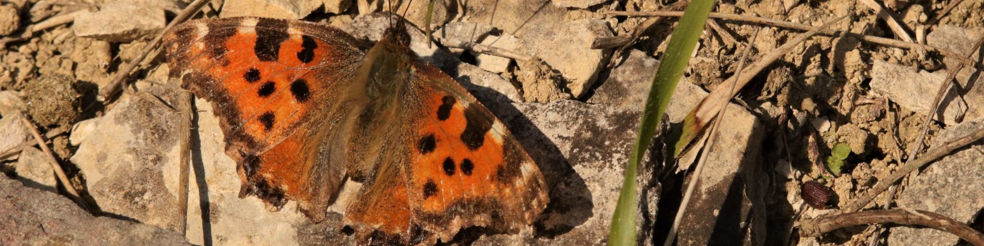 Large Tortoiseshell Butterfly (Nymphalis polychloros)