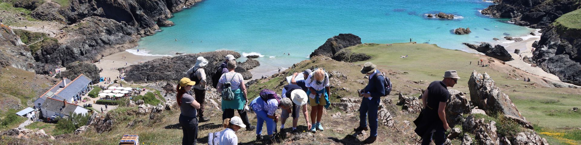 Plant collectors assemble on cliffs overlooking a Cornish bay