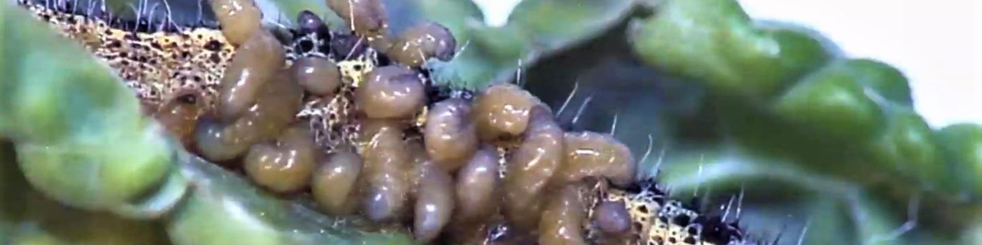 Cotesia glomerata pupae parasitising a Large White caterpillar