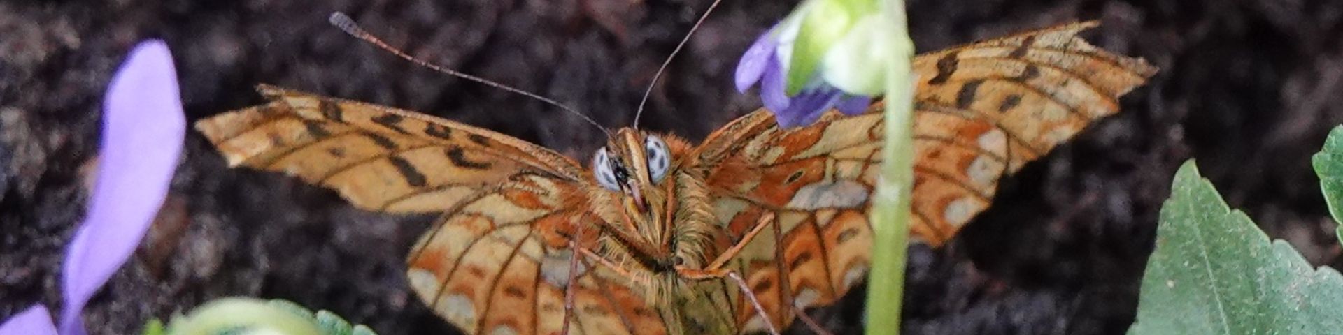 Pearl-bordered Fritillary (Boloria euphrosyne)