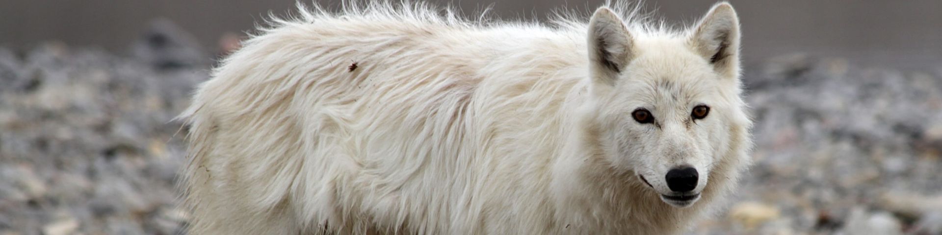 Greenland Wolf (Canis lupus orion)