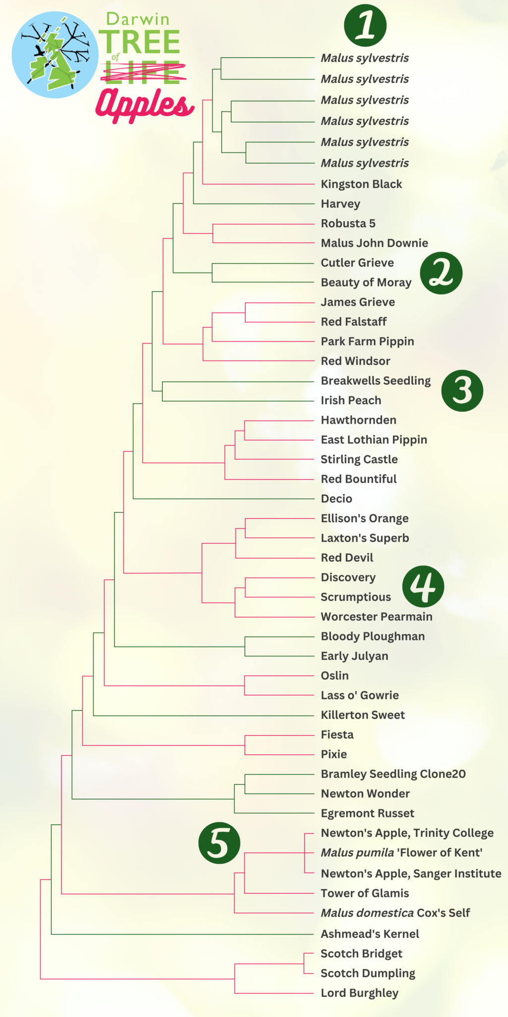 A phylogenetic tree showing the relationship between around 30 heritage varieties of British and Irish apple