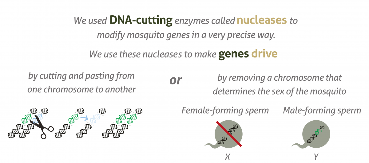 Figure showing how DNA-cutting enzymes are used to insert gene drives