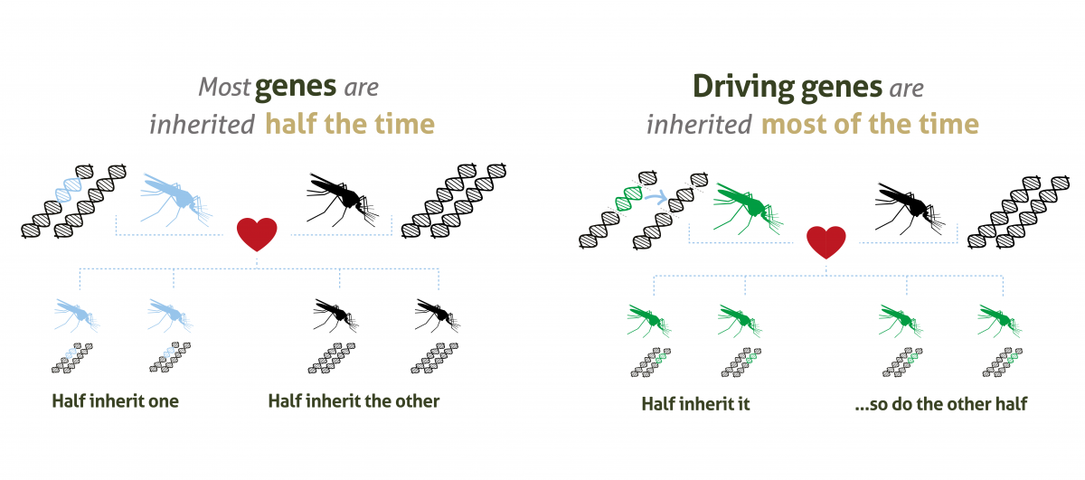 Figure showing how gene drives are inherited most of the time