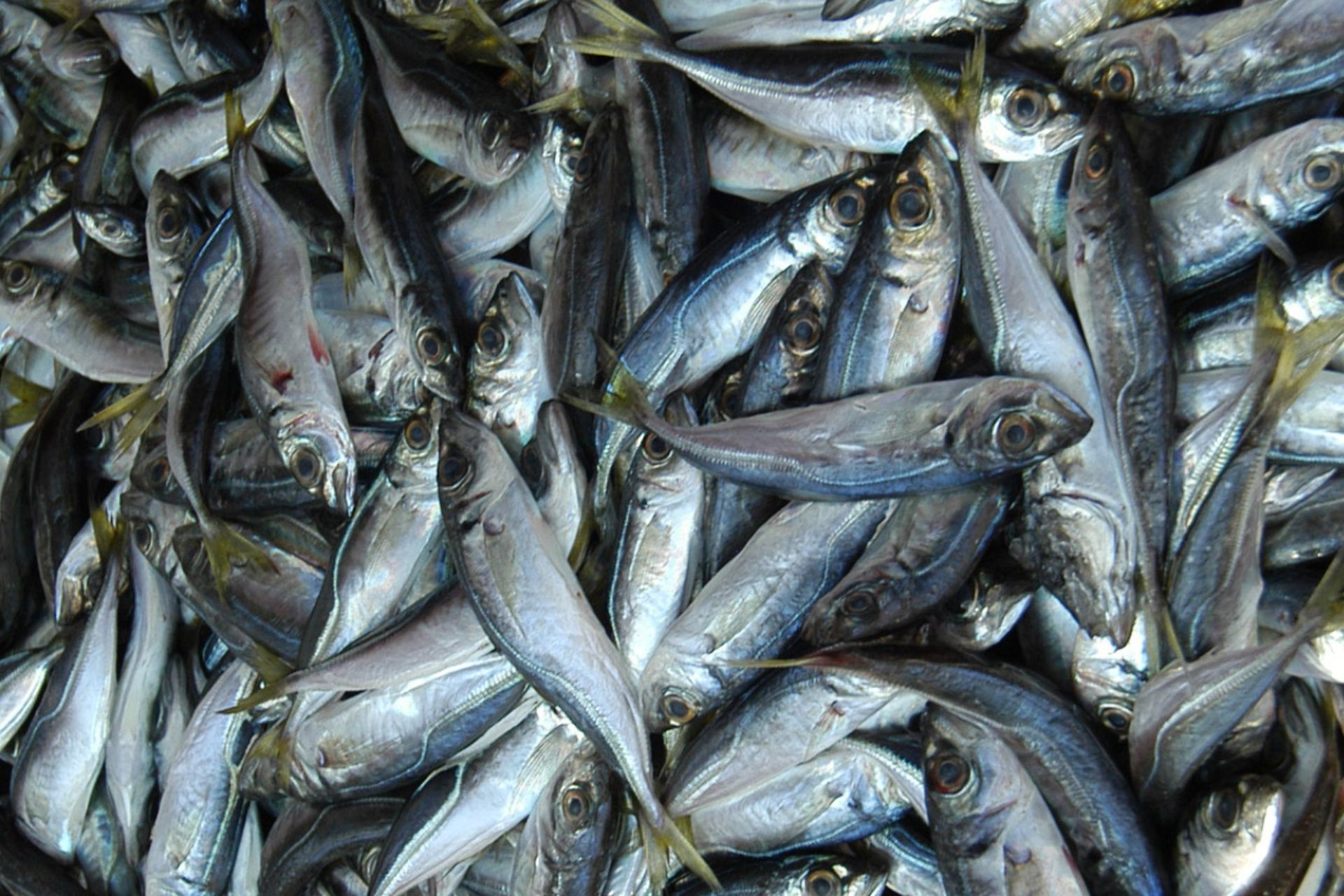 Catch of Atlantic Horse Mackerel