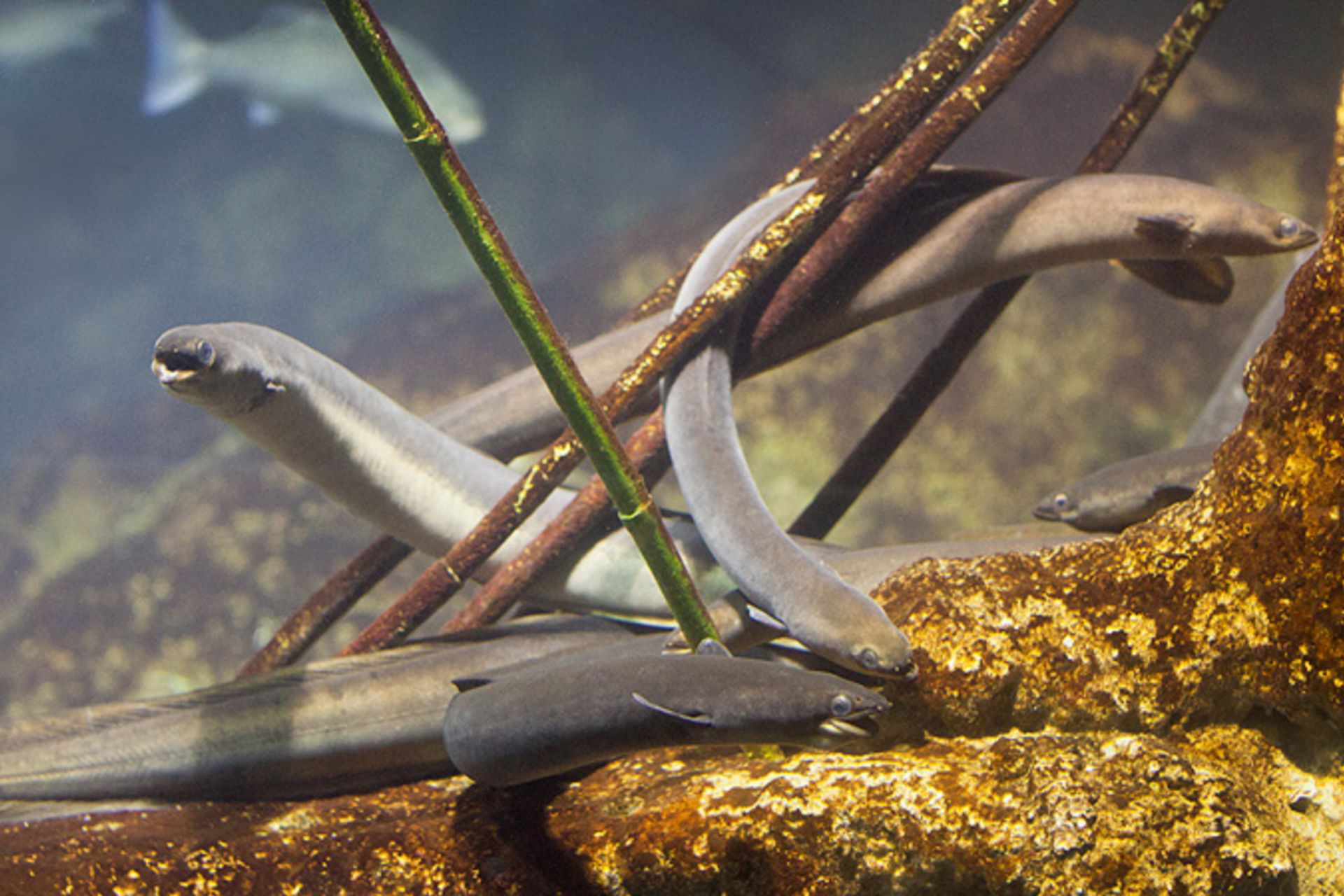 European Eel (Anguilla anguilla)