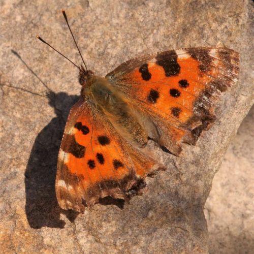 Large Tortoiseshell (Nymphalis polychloros) adult