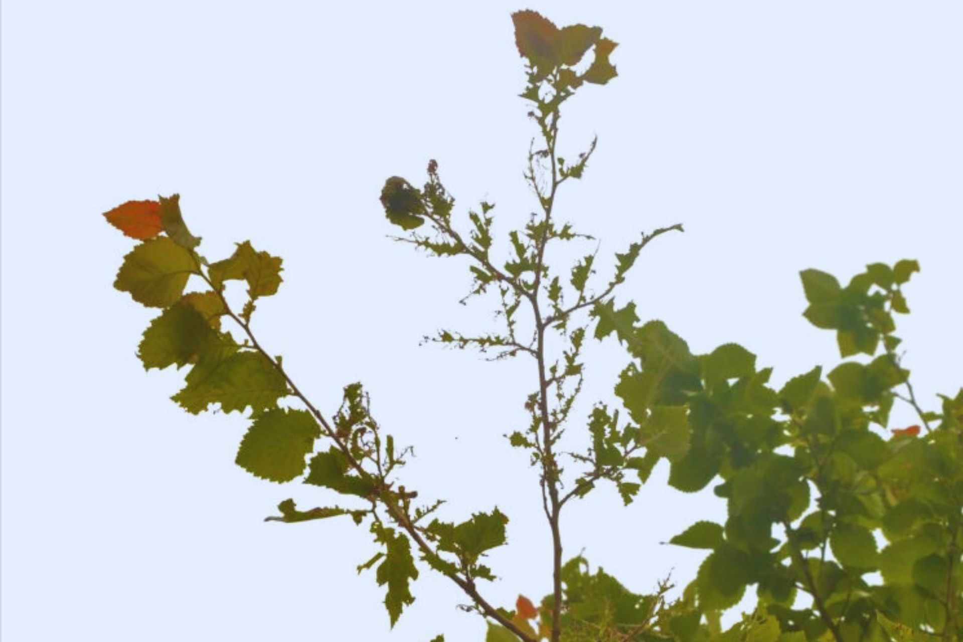 Treetop leaves eaten by caterpillars