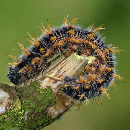 Large Tortoiseshell (Nymphalis polychloros) larva