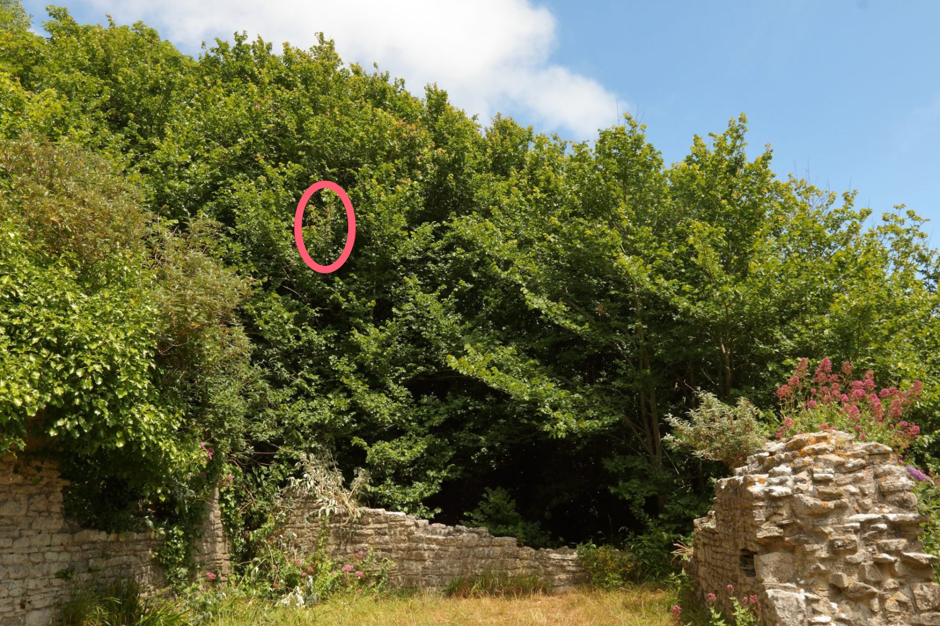 Circled section high in a tree in an old churchyard