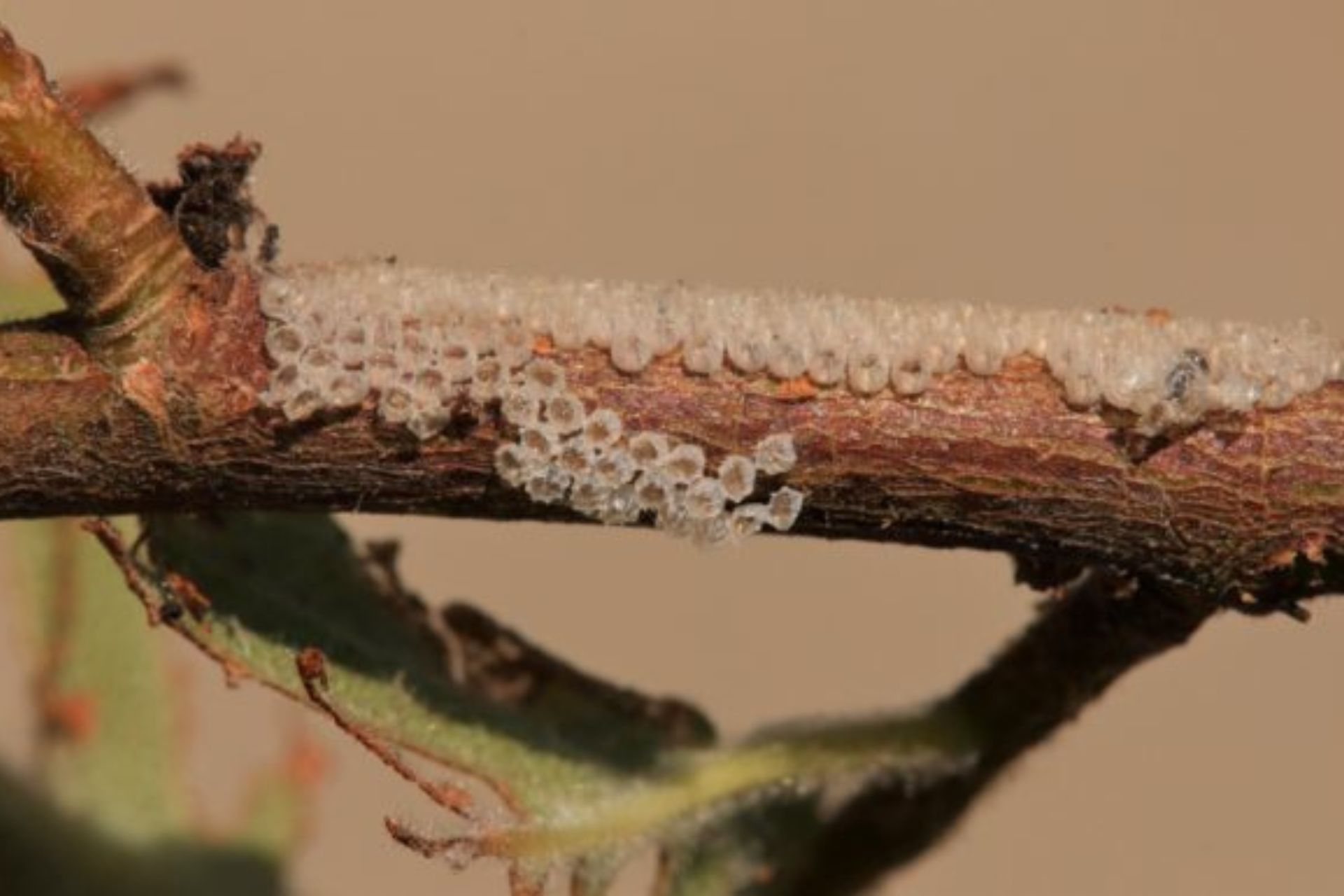 Hatched butterfly egg cases on a branch