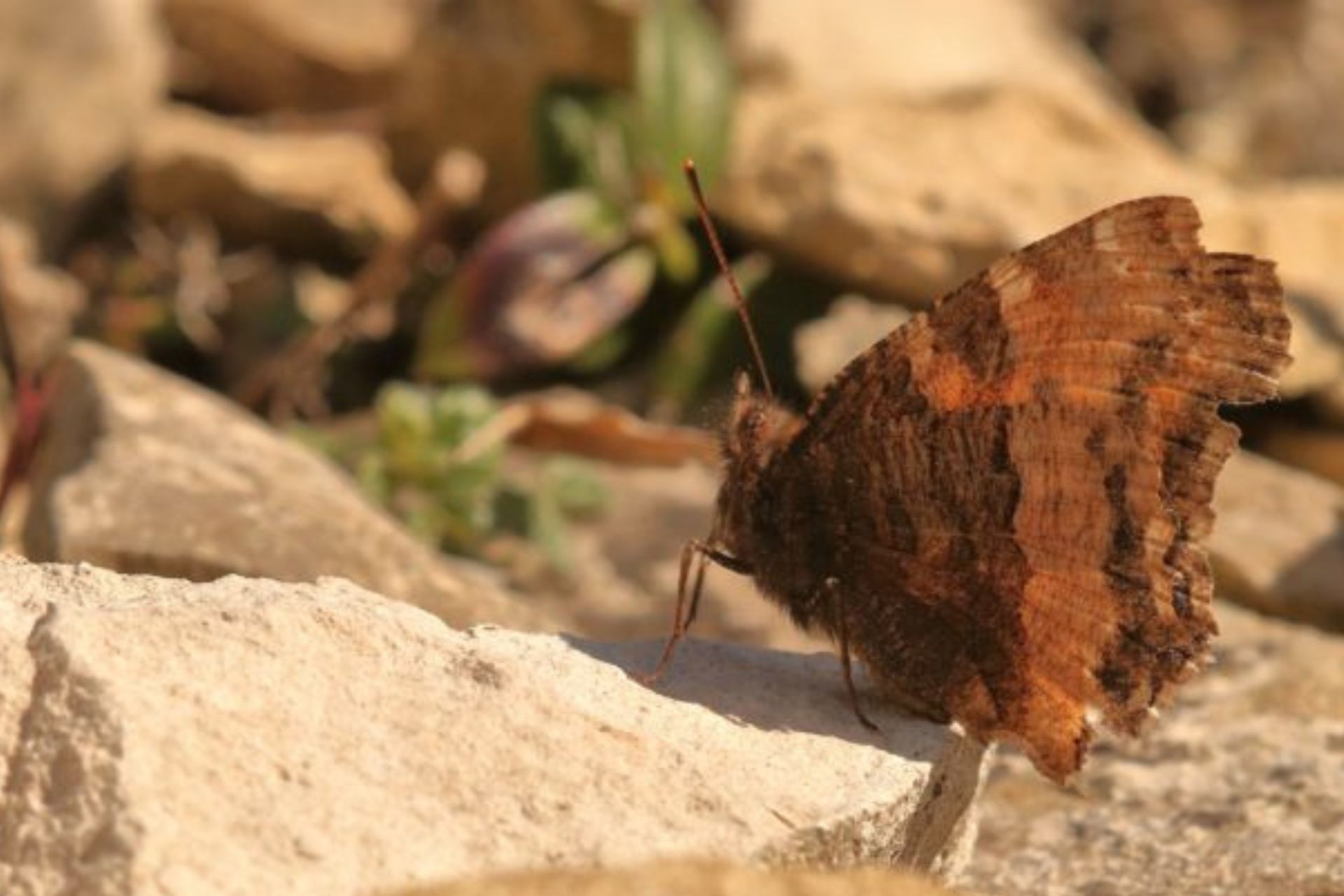 Large Tortoiseshell butterfly (Nymphalis polychloros)