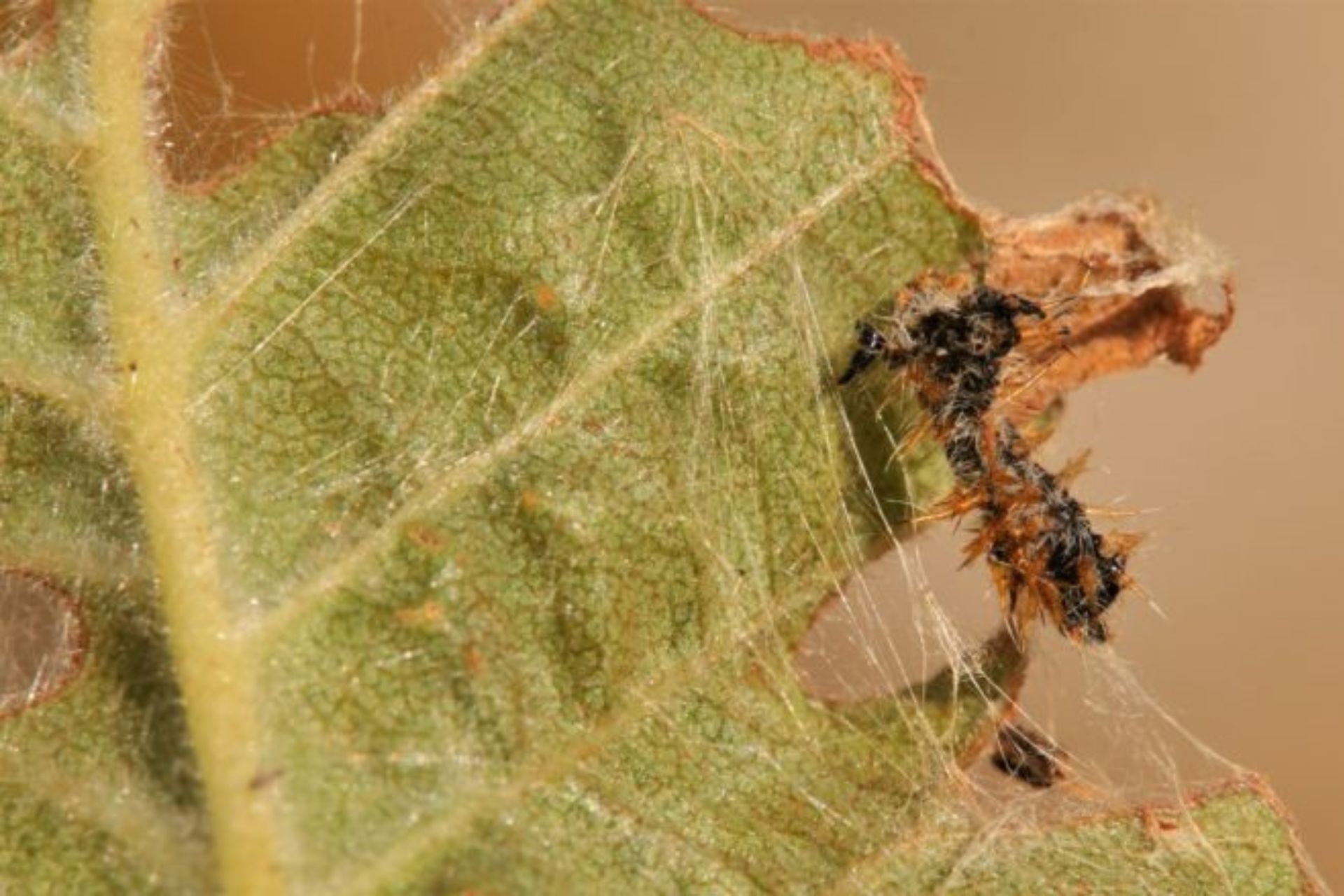 Caterpillar webbing and moulted exoskeleton on a leaf