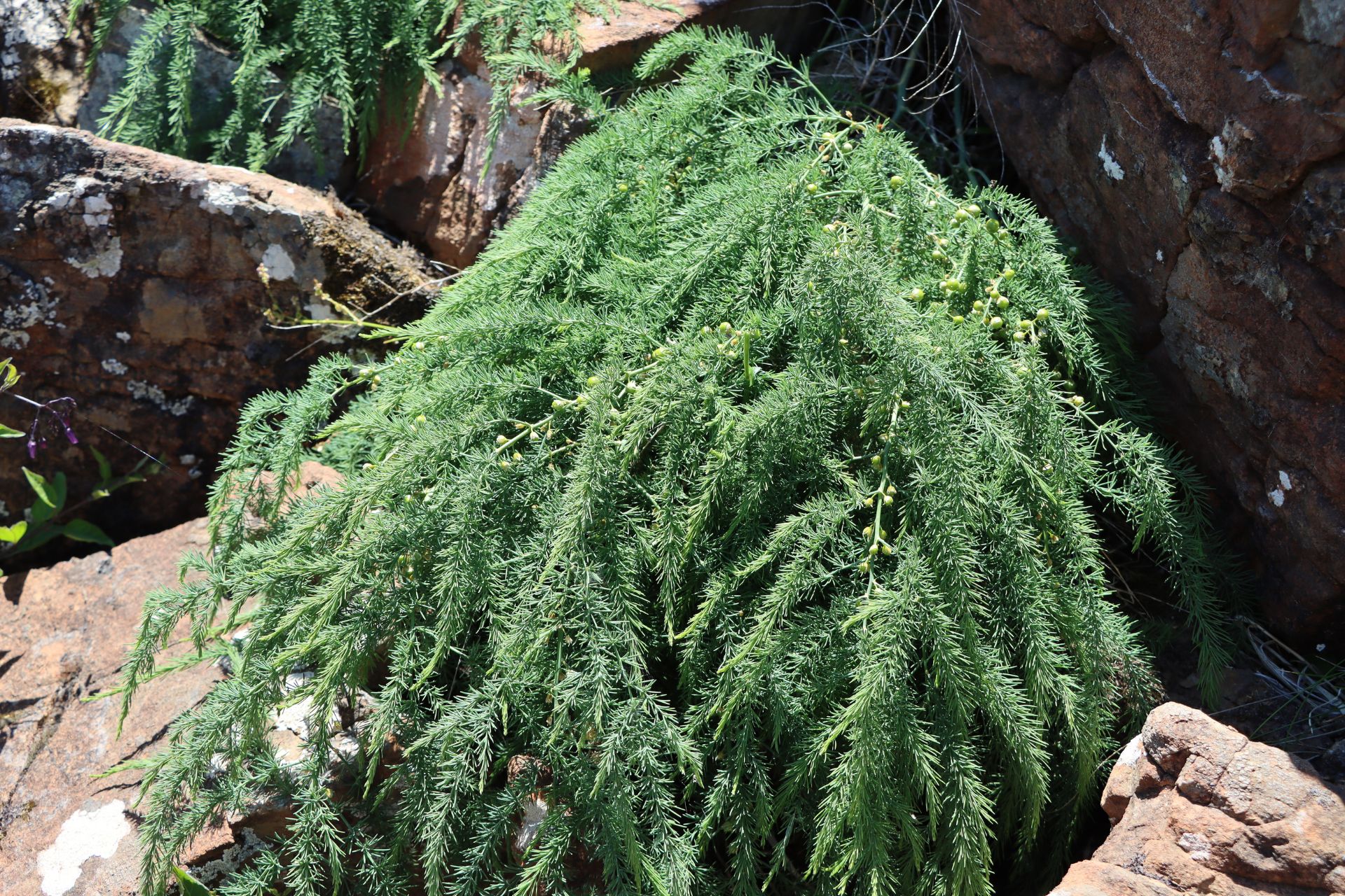 Wild Asparagus (Asparagus prostratus)