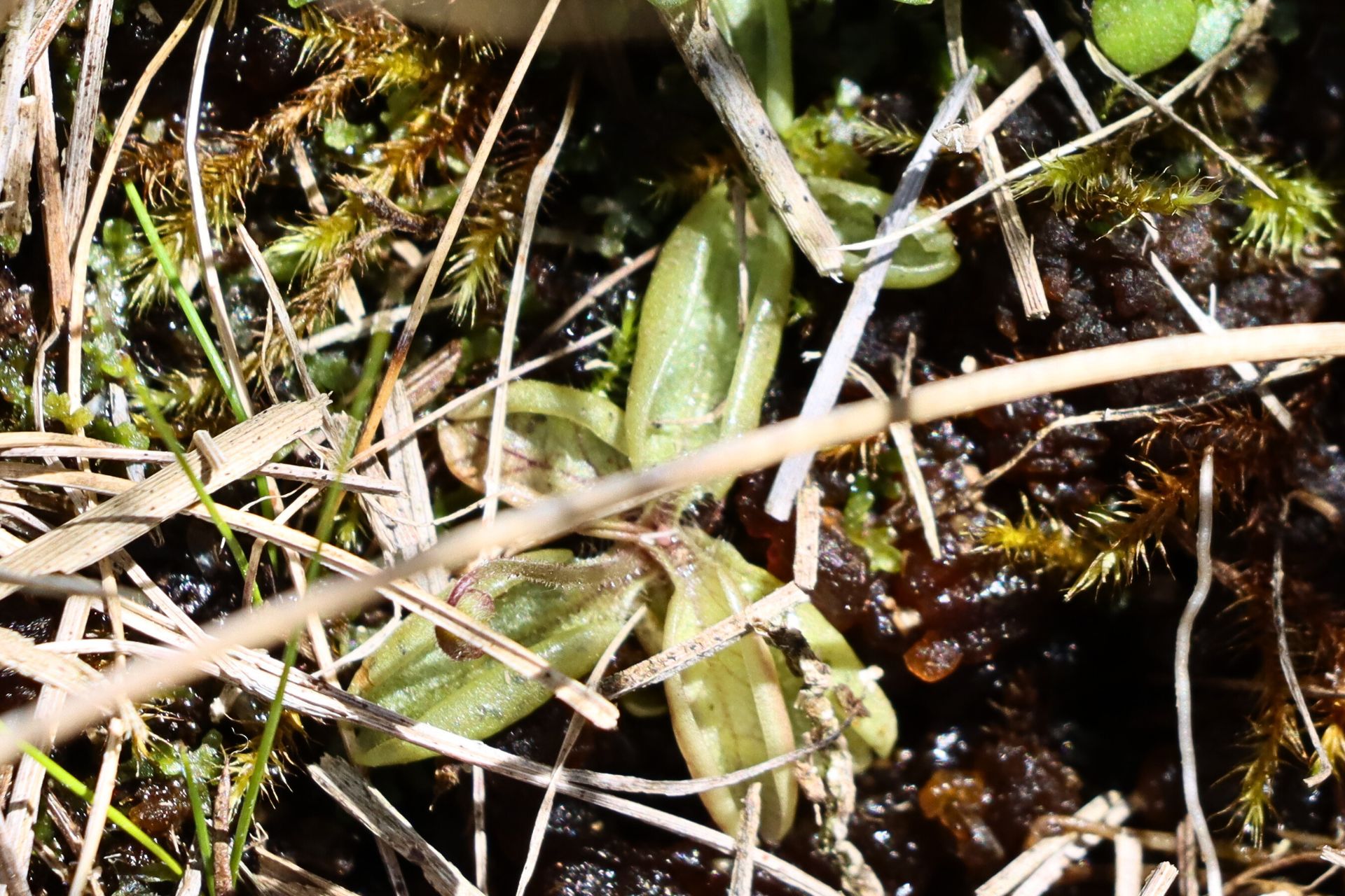 Butterwort (Pinguicula lusitanica)