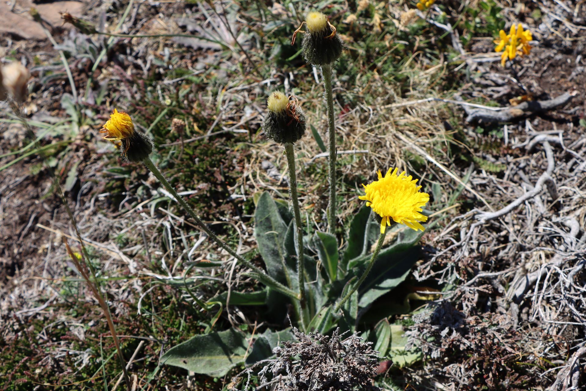 Spotted Cat’s-ear (Hypochaeris maculata)