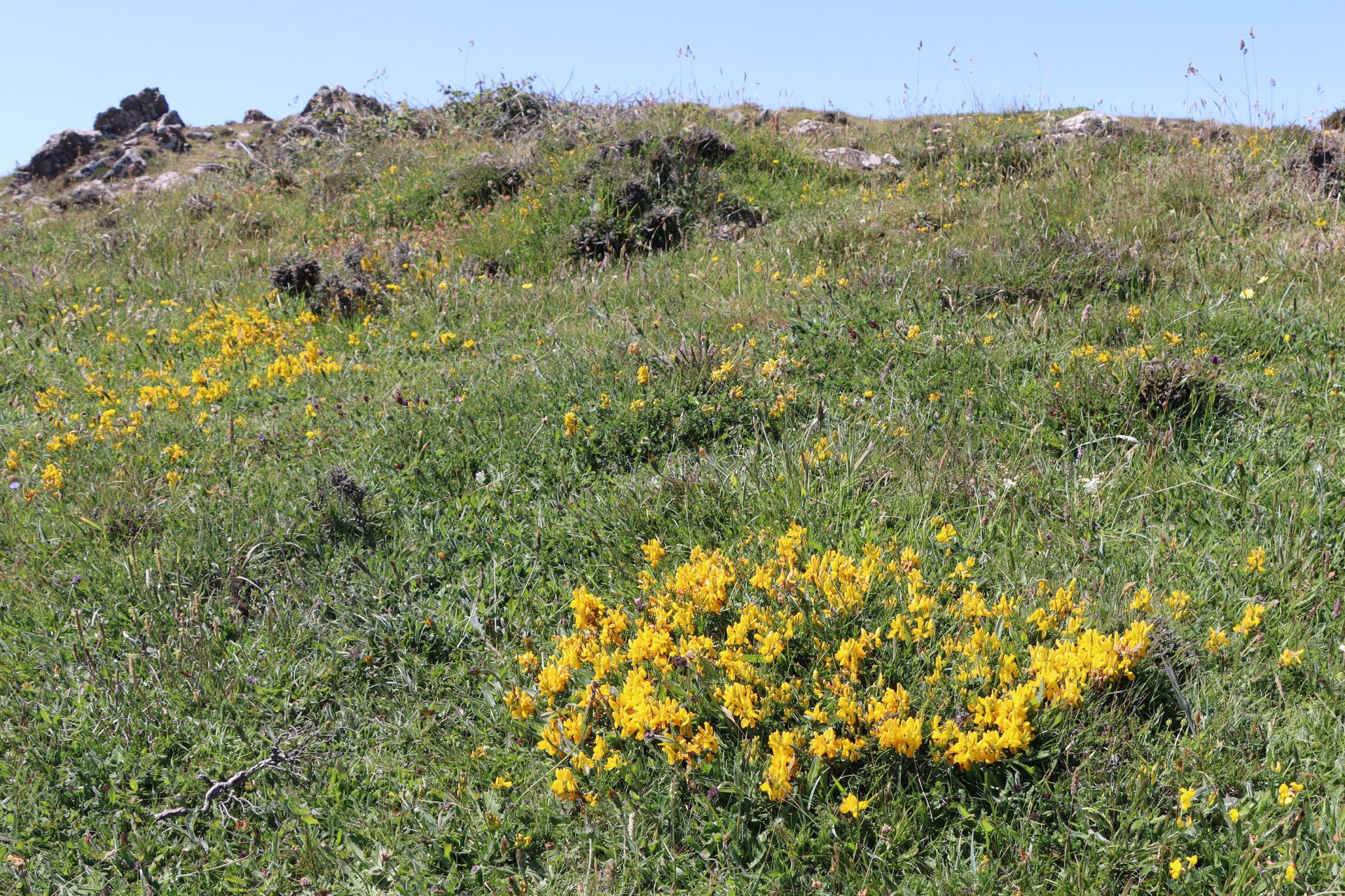 Cliff Dyer’s Greenweed (Genista tinctoria subsp. littoralis)