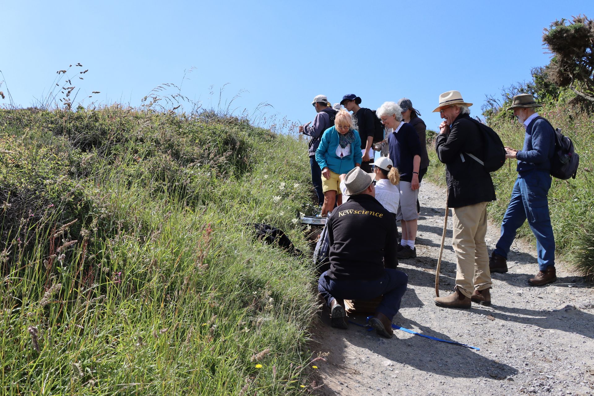 Plant collectors gather beside a hedgerow