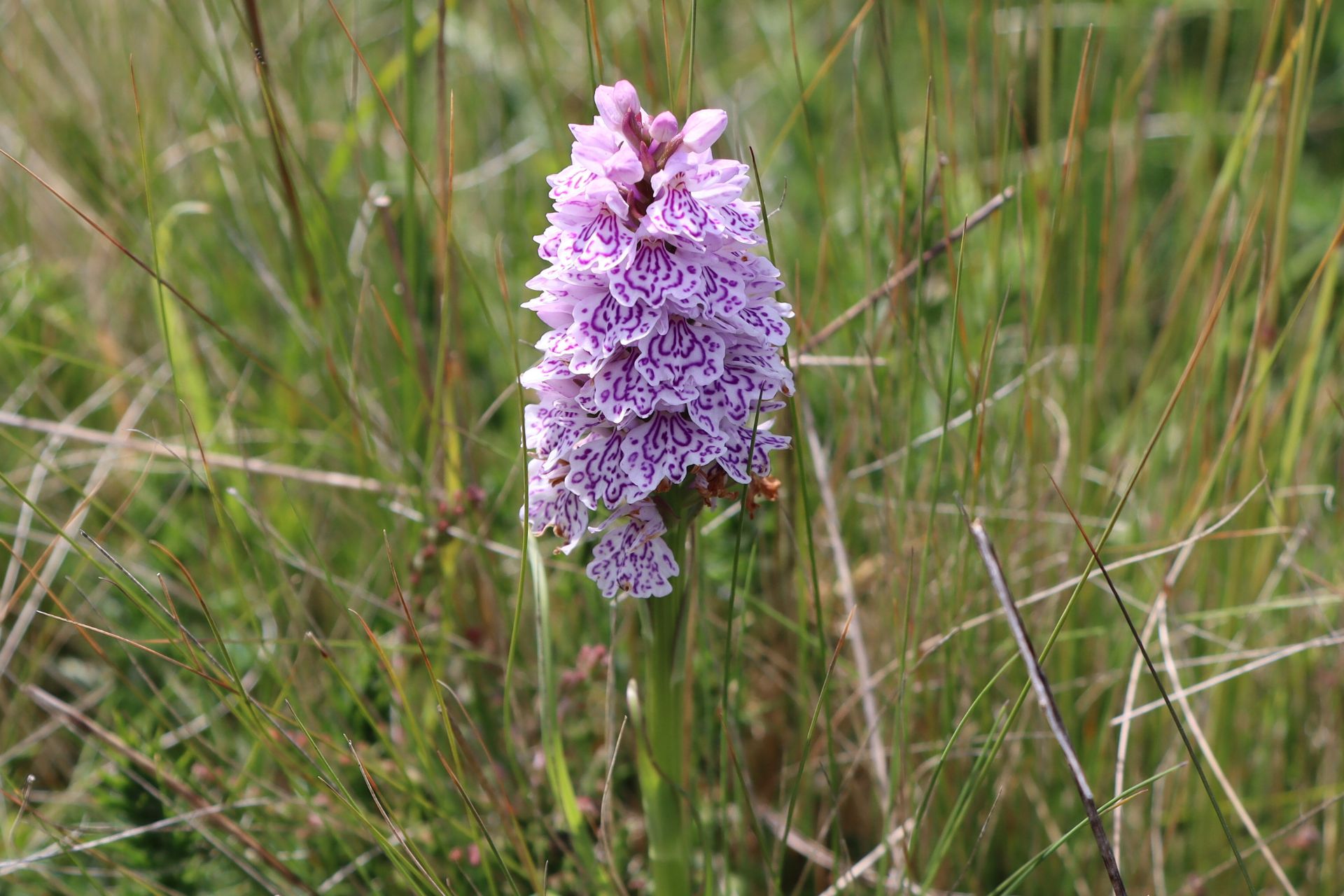 Heath Spotted-orchid (Dactylorhiza maculata subsp. ericetorum)