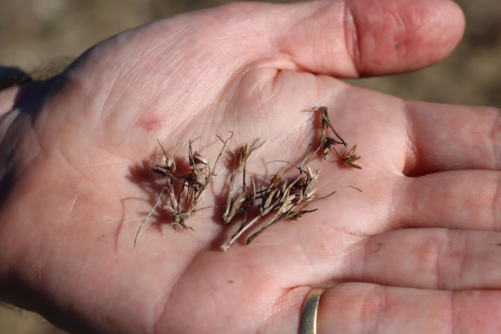 Pigmy Rush (Juncus pygmaeus) seeds in collector's hand