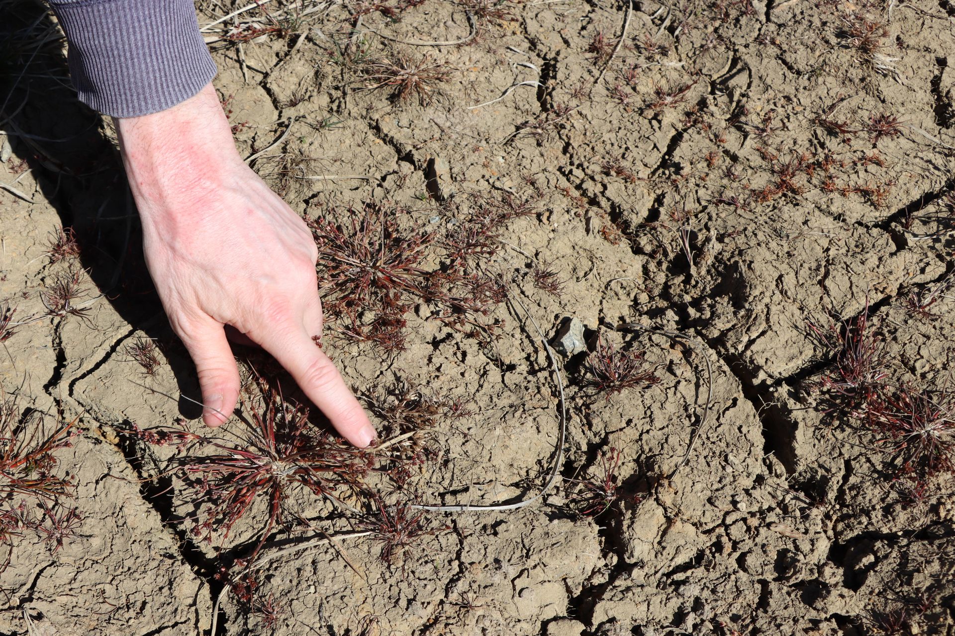 Plant collector points to Pigmy Rush (Juncus pygmaeus) specimen in dried earth