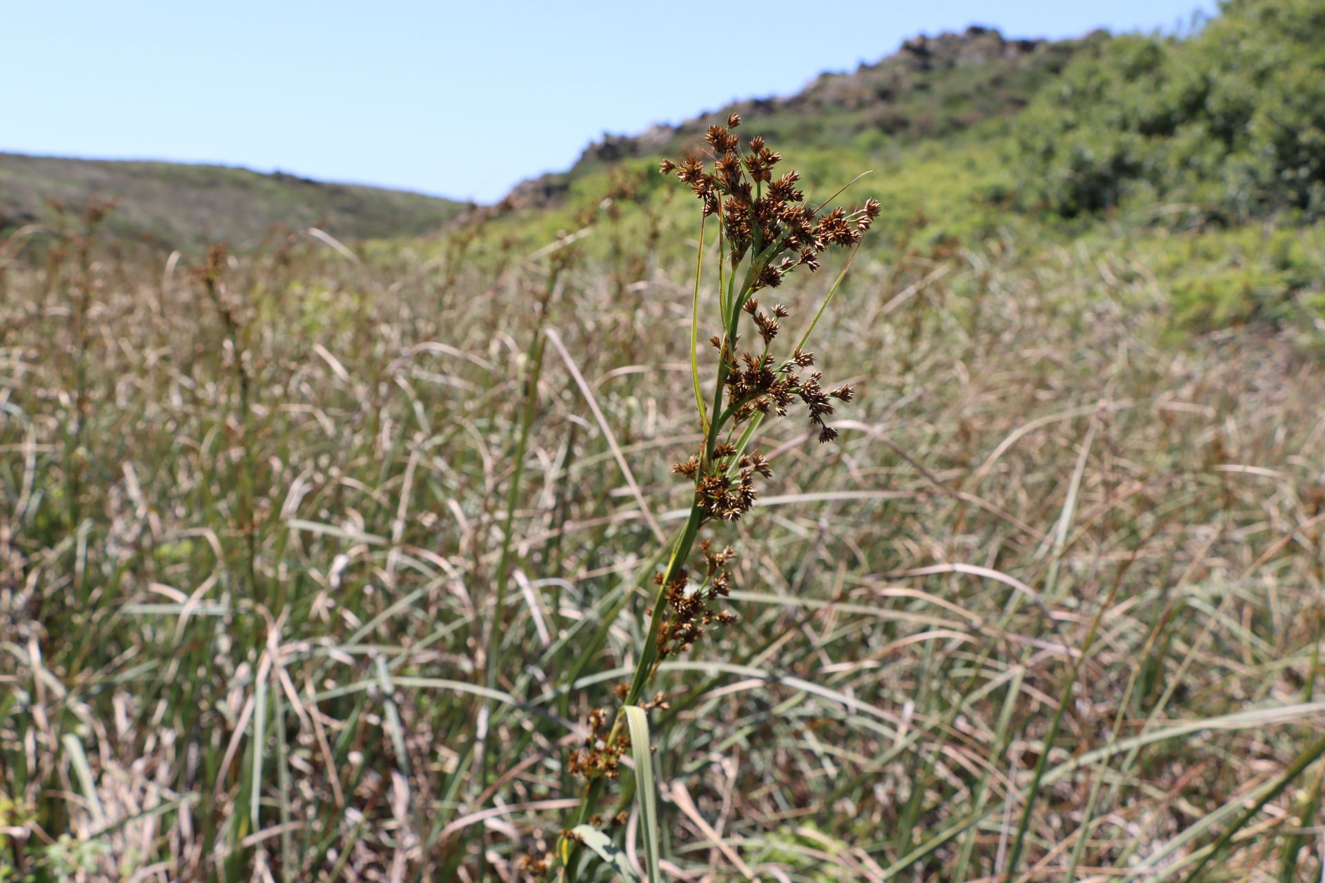 Saw-sedge (Cladium mariscus)