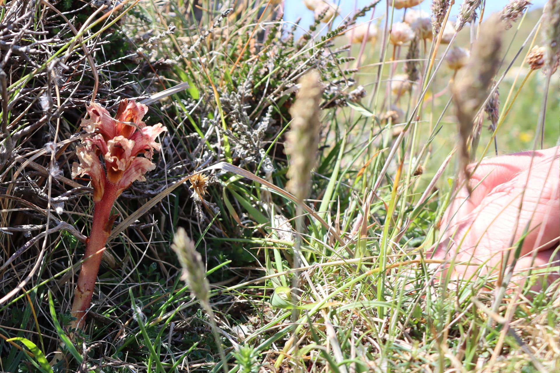 Thyme Broomrape (Orobanche alba)