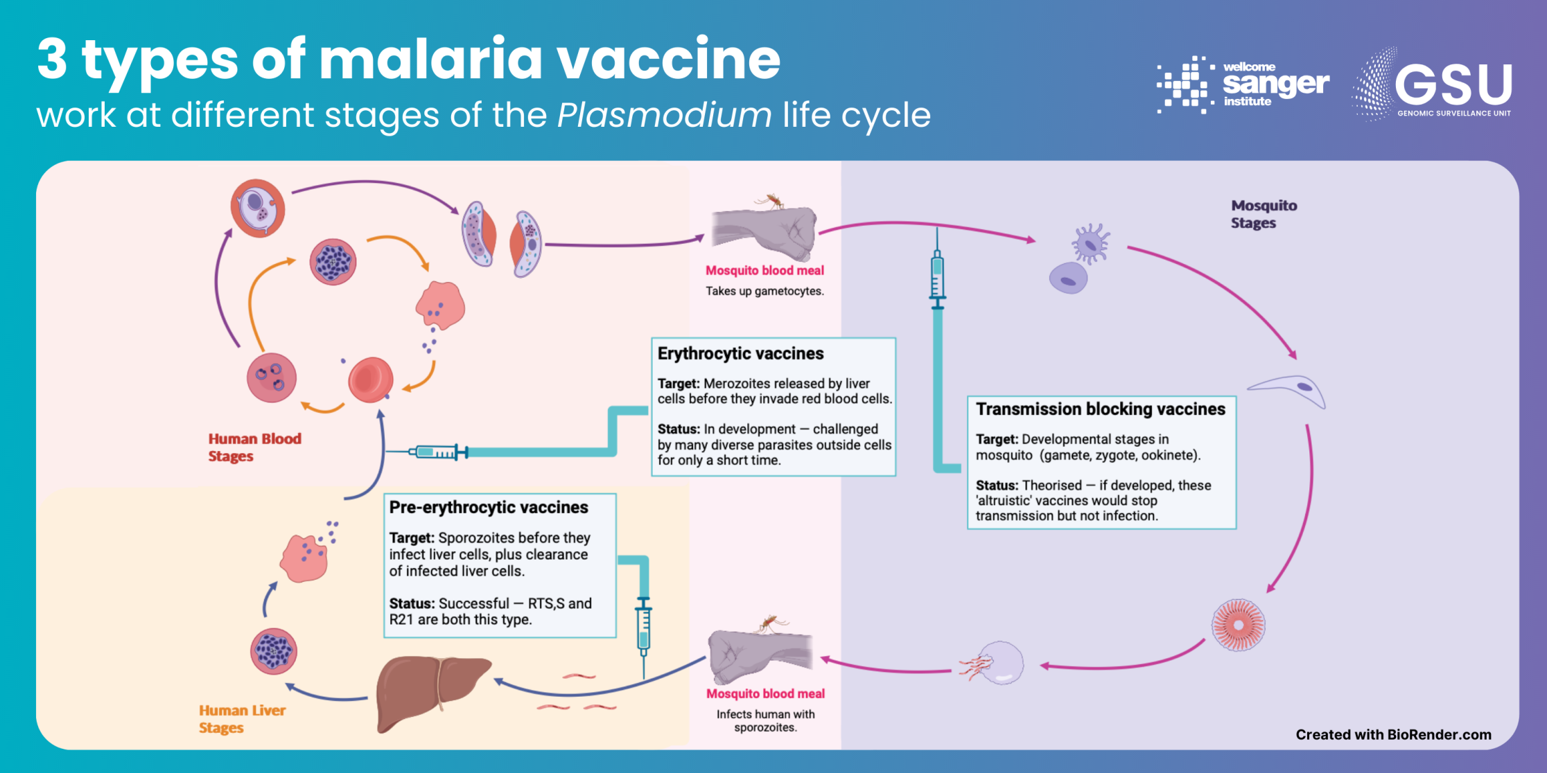 Diagram showing the Plasmodium lifecycle and at which point three different vaccine strategies target