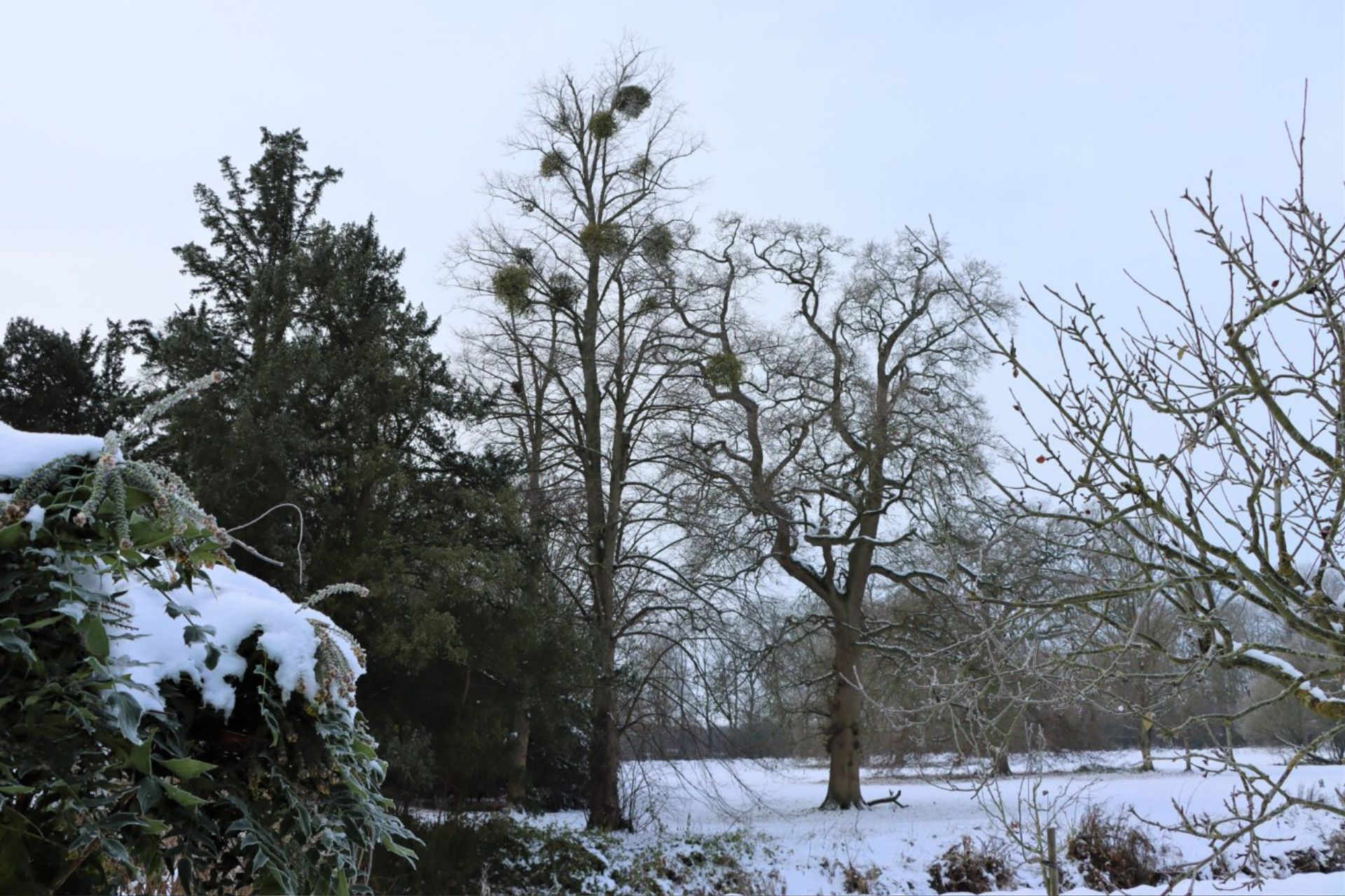 Mistletoe growing in tall trees in the snow