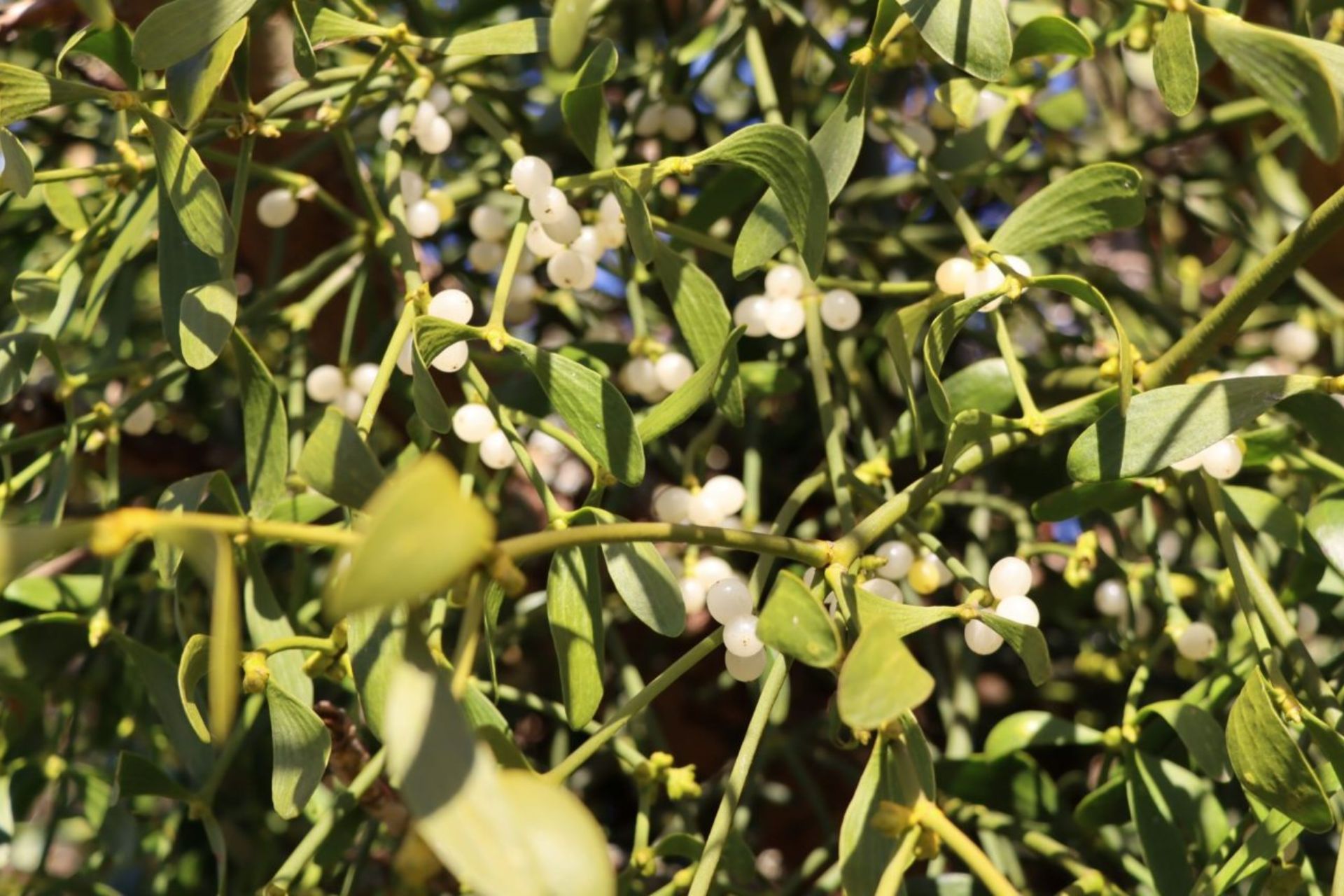 European Mistletoe berries