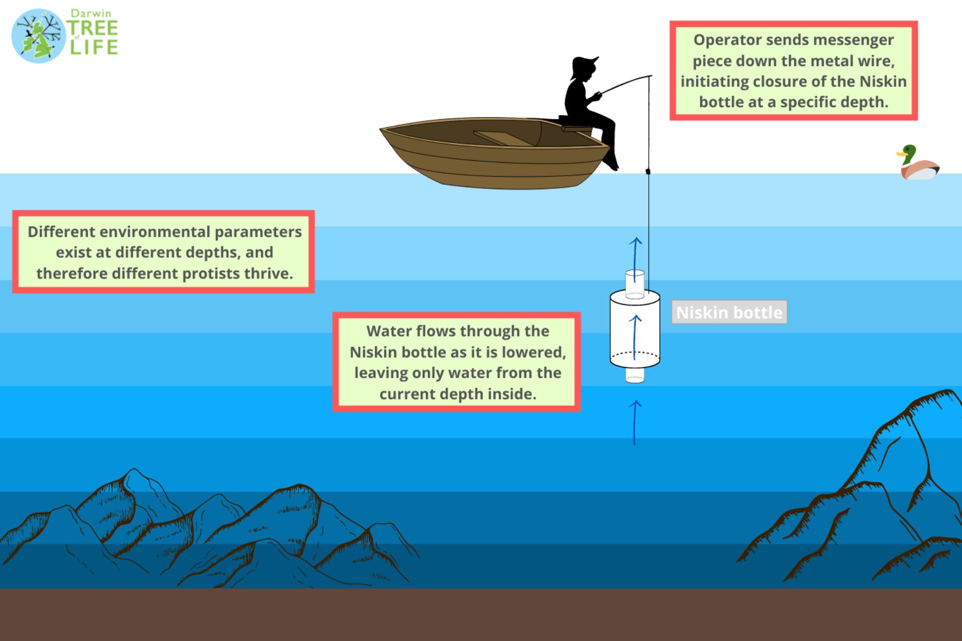 Diagram showing how a Niskin bottle is used to take samples from different layers of water