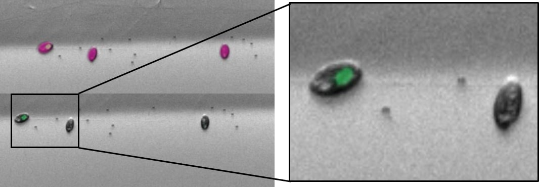 Microscopic plot showing coloured protist cells