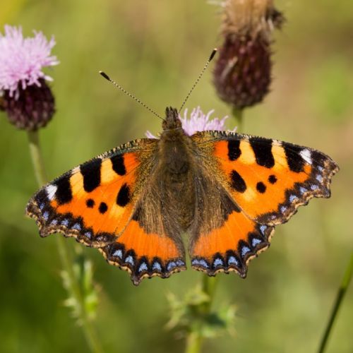 Small Tortoiseshell (Aglais urticae) adult