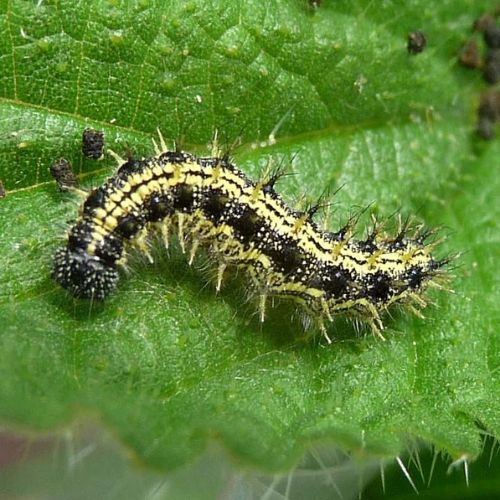 Small Tortoiseshell (Aglais urticae) larva