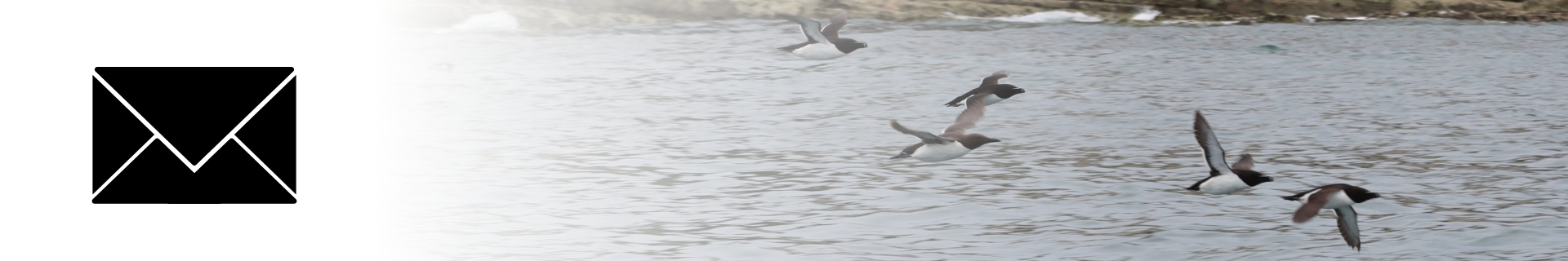 Email icon alongside Razorbills (Alca torda) in flight.