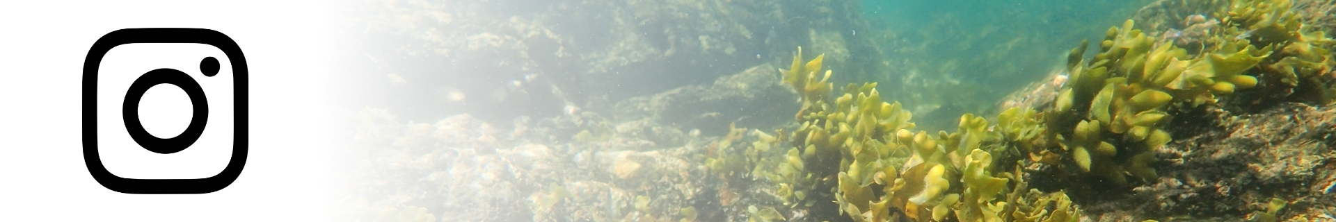 Instagram icon alongside Bladder Wrack (Fucus vesiculosus) seaweed in a rock pool.