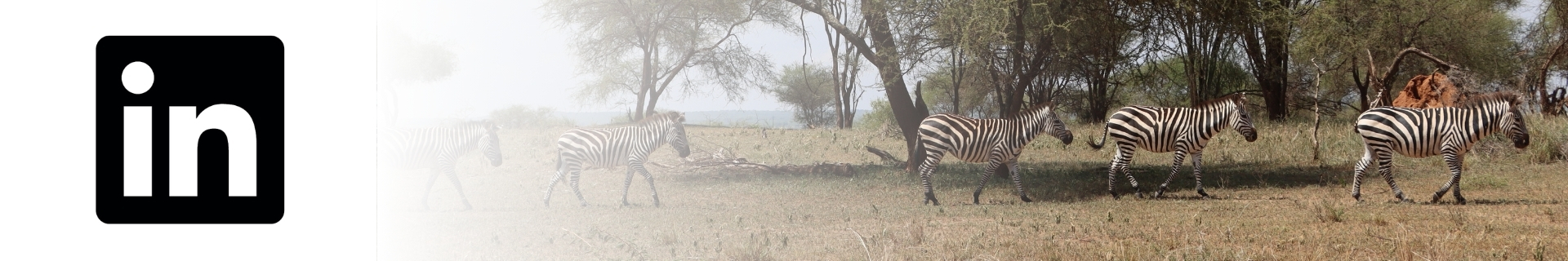 LinkedIn icon alongside zebras (Equus quagga).