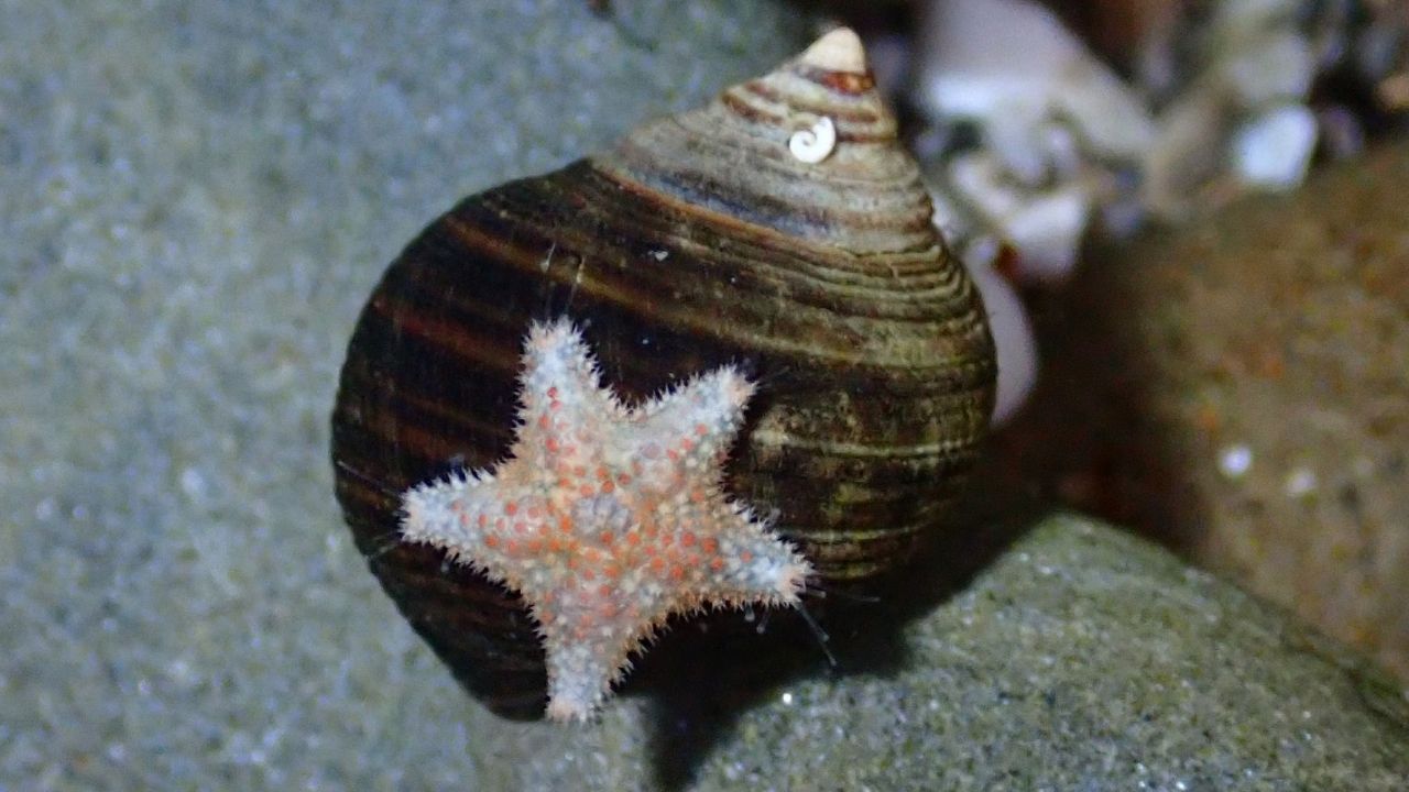 Cushion Star (Asterina gibbosa)