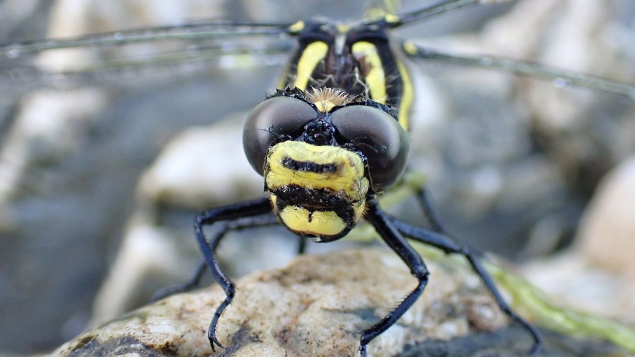 Golden-ringed Dragonfly (Cordulegaster boltonii)