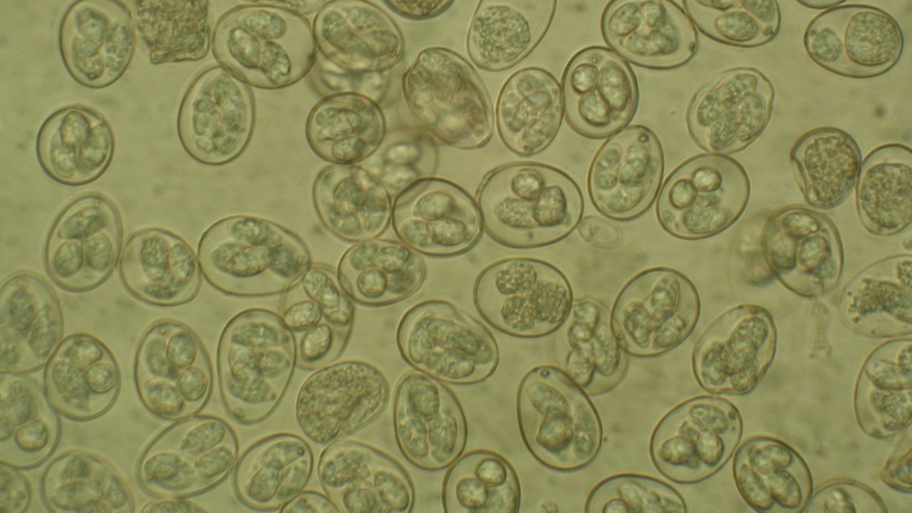 Chicken parasite Eimeria tenella under microscope