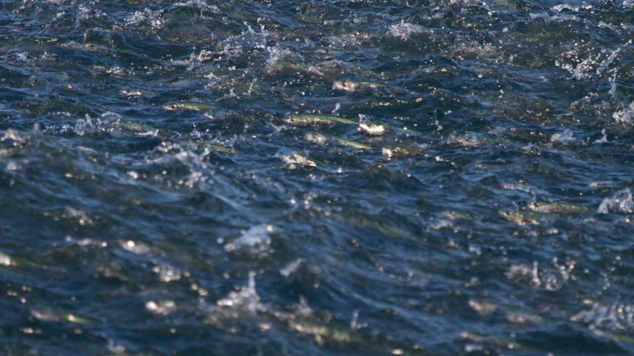 Shoal of fish near surface