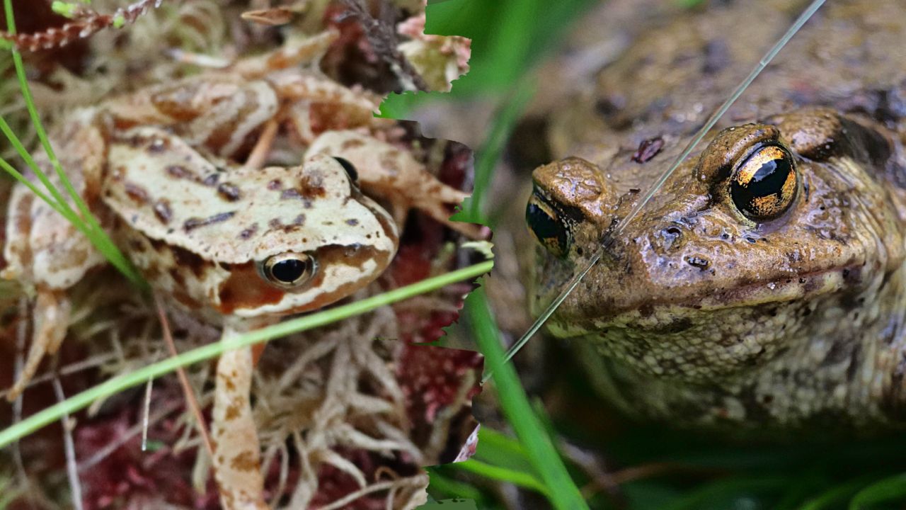 Common Frog (Rana temporaria) and Common Toad (Bufo bufo)