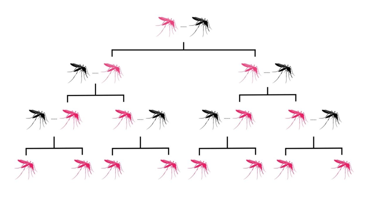 Diagram of gene drive effects