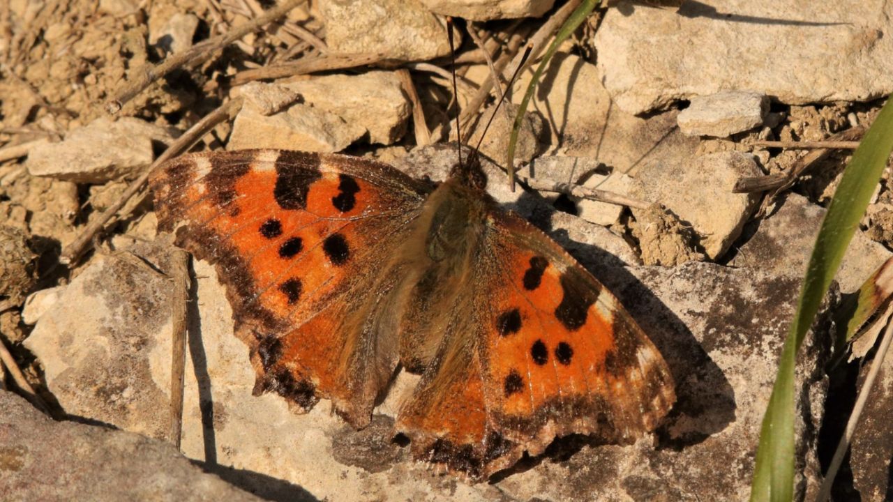 Large Tortoiseshell butterfly (Nymphalis polychloros)