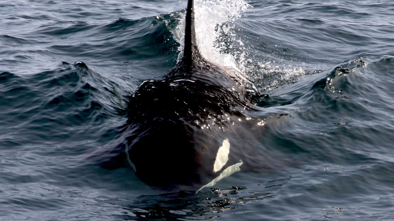 Killer Whale (Orcinus orca)