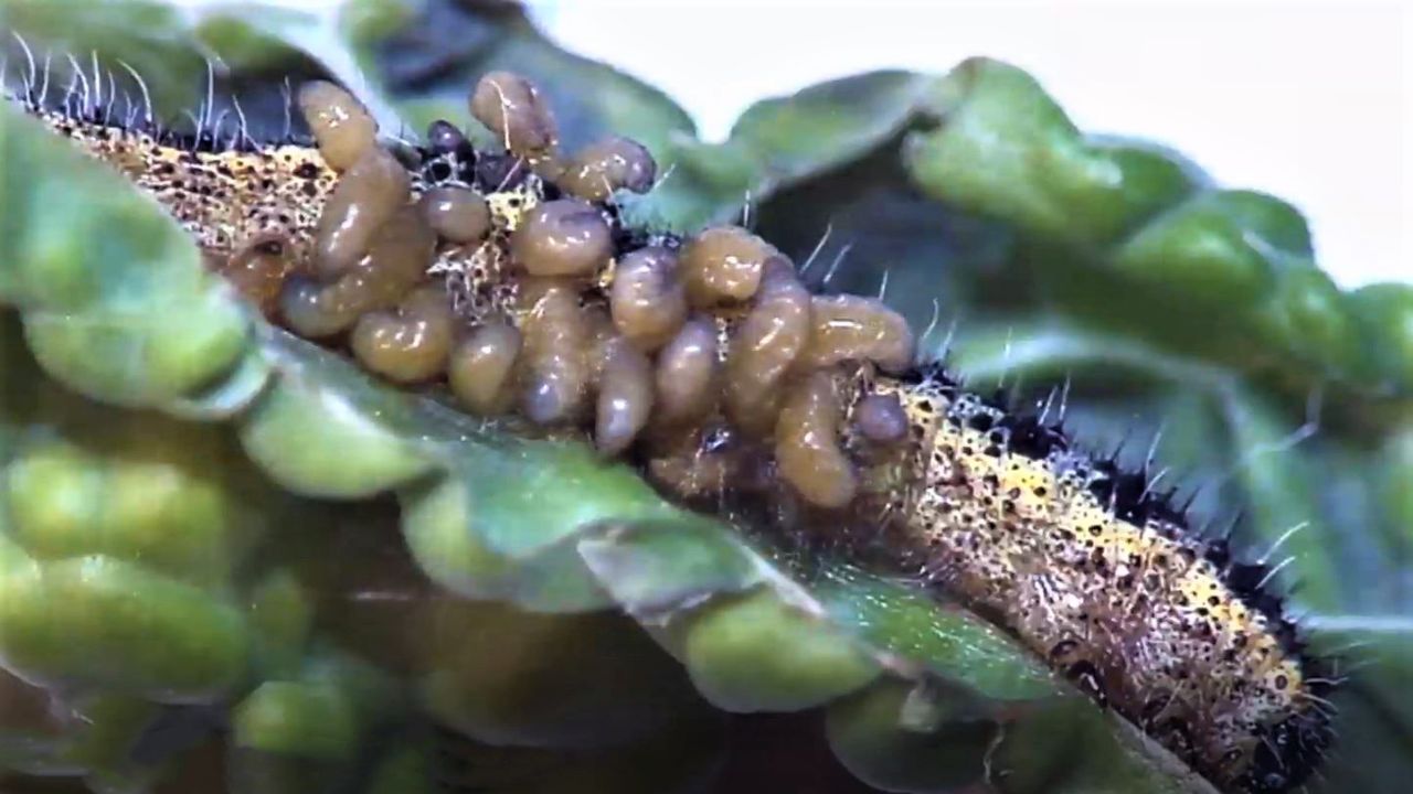 Cotesia glomerata pupae parasitising a Large White caterpillar